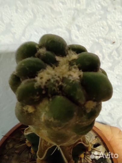 Кактусы редкие