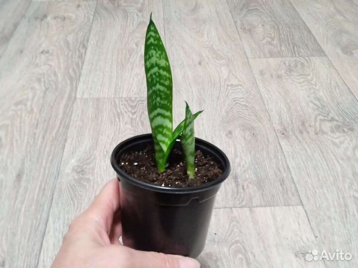 Сансевиерия