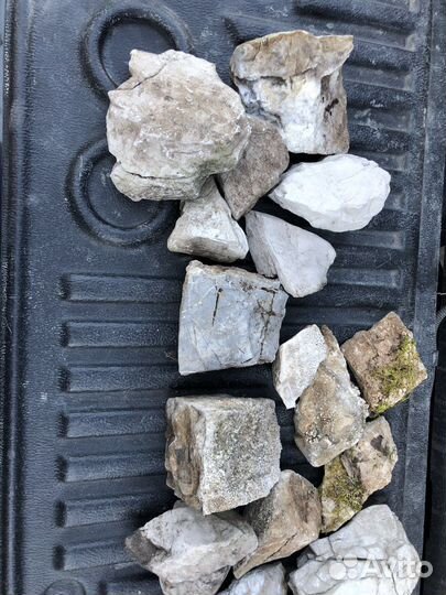 Аквариумные растения Гиацинт и Пистия