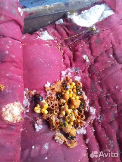 Продаю семью шмелей для тепличного хозяйства