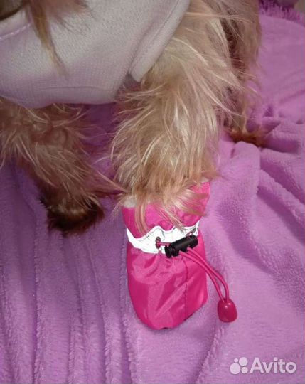 Сапоги для собак