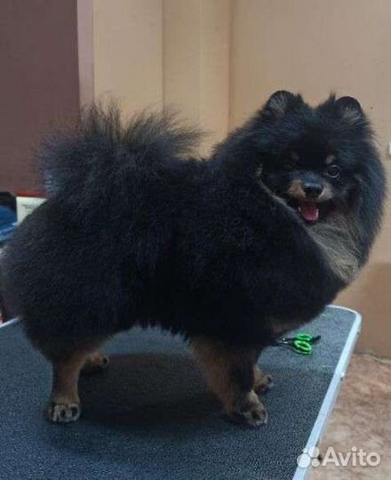 Грумер. Стрижка собак,триминг,экспресс-линька