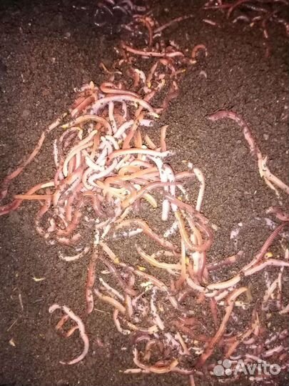 Червь для рыбалки - Дендробена