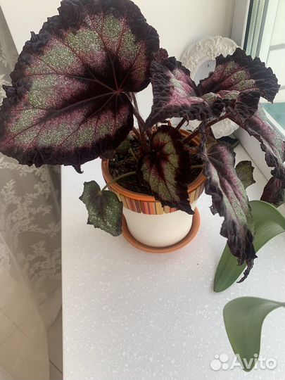 Бегония декоративно лиственная