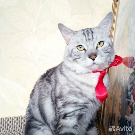 Курильский бобтейл Кот приглашает кошечку в гости