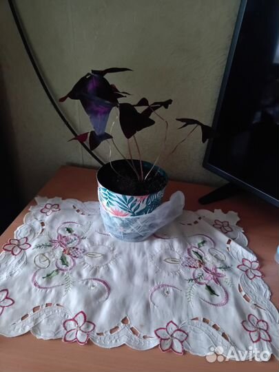 Цветы комнатные