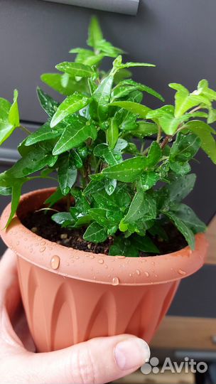 Комнатные растения