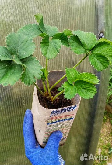 Рассада клубники саженцы усы