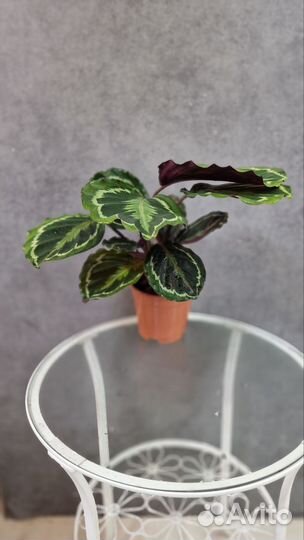 Аглаонемы, калатеи, ховеи, замиокулькас, араукария