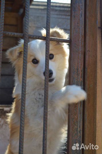 Миниатюрная собака ищет дом