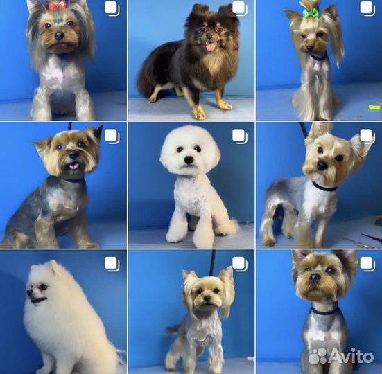 Стрижка собак