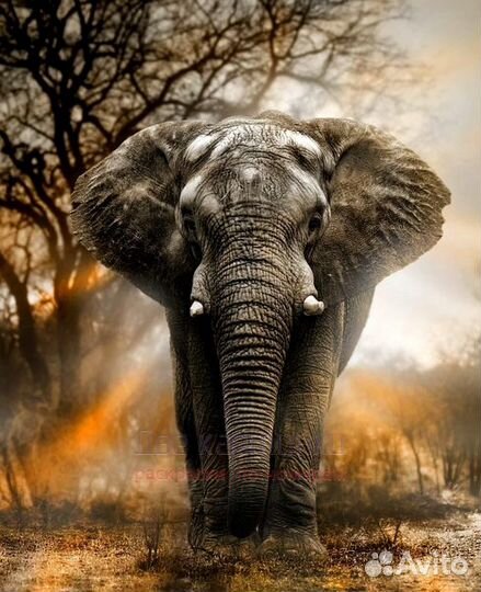 Картина по номерам 40x50 Большой слон на фоне зака