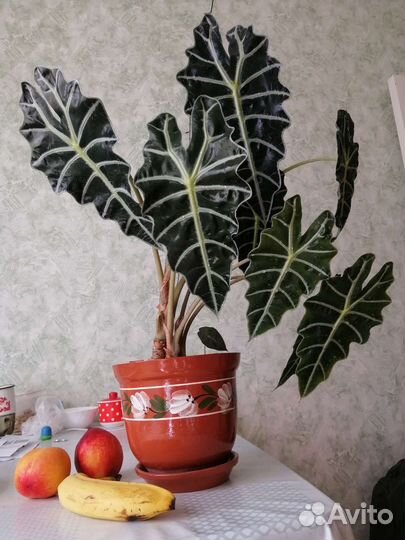 Алоказия Полли