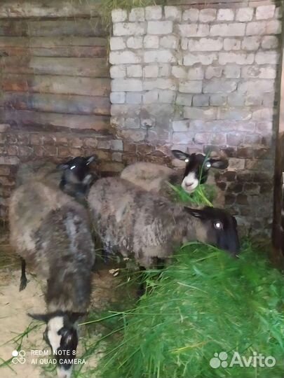 Рамановский овцы