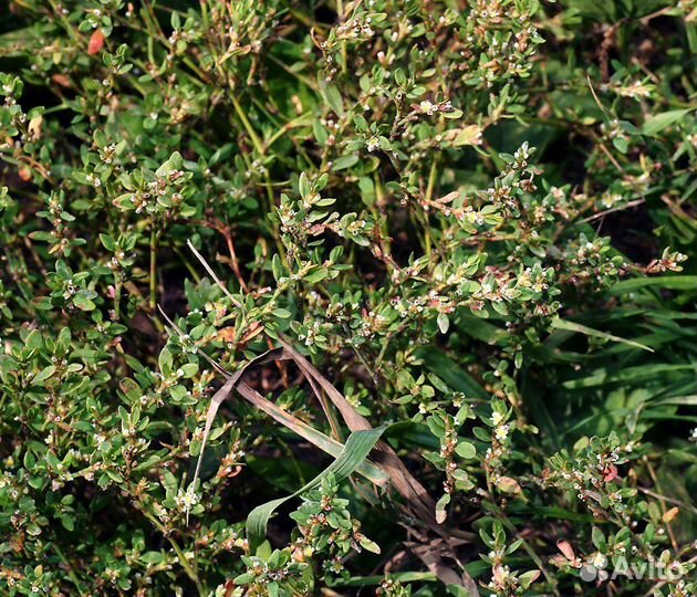 Спорыш (горец птичий), лекарственное, кормовое