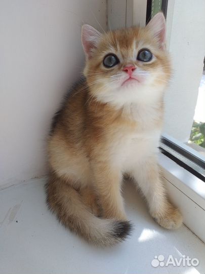 Шотландские девочки ny11