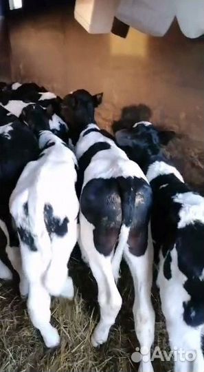 Телята бычки