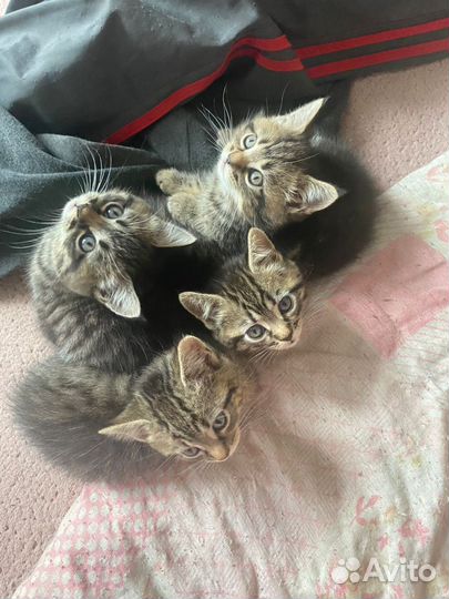 Котята в добрые руки даром бесплатно