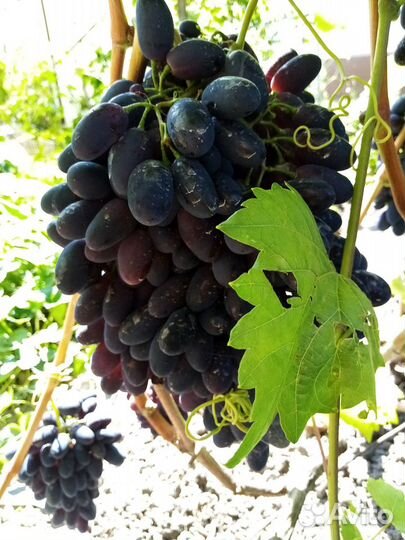 Саженцы и черенки винограда; обрезка