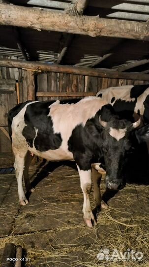 Тёлка 1 год и 9 месяцев