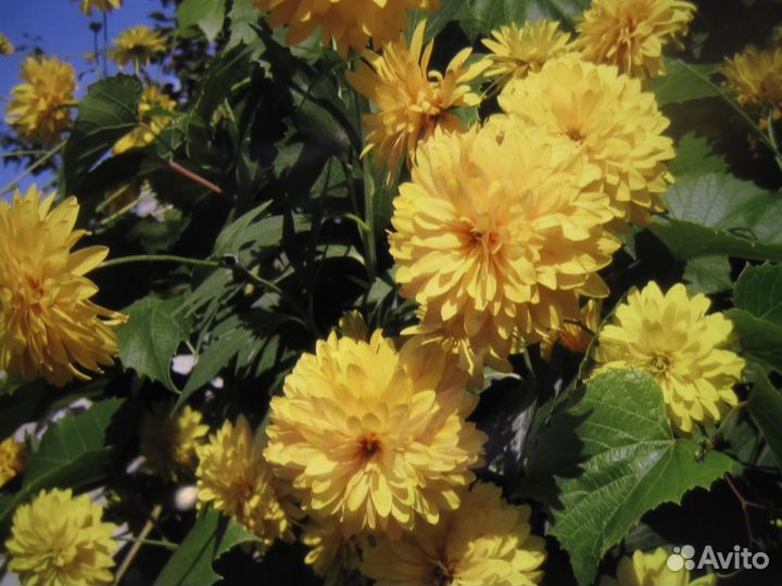 Лаватера Золотые шары Гельхера Перетрум Энотера