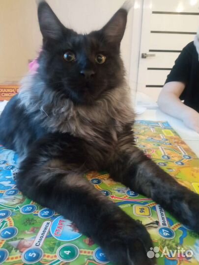 Вязка мейн-кун