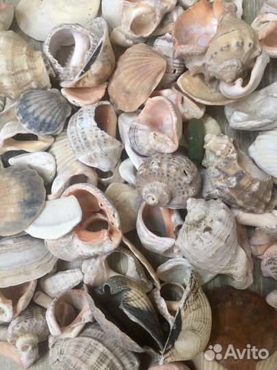 Ракушка набор