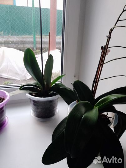 Орхидея дендробиум