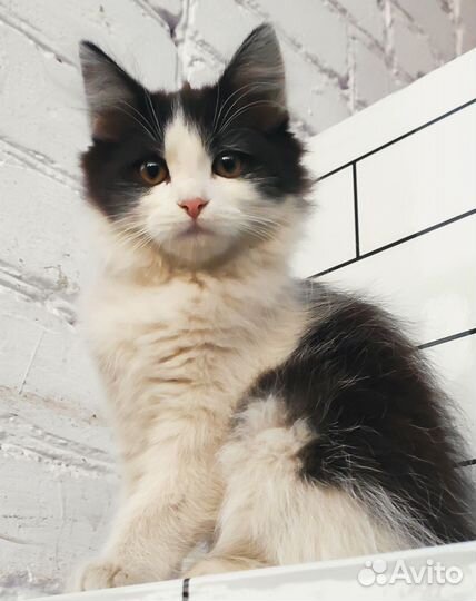 Маленькая кошечка