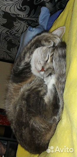 Отдам кошечку в хорошие руки