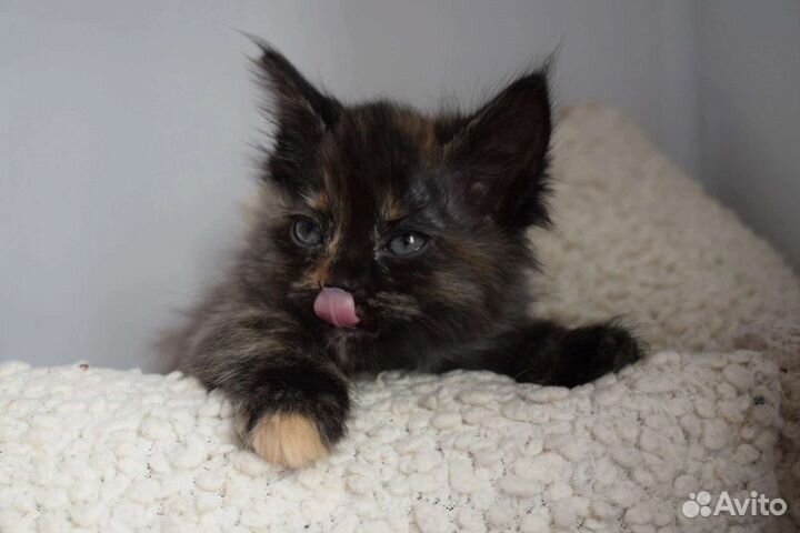 Котята в добрые руки бесплатно