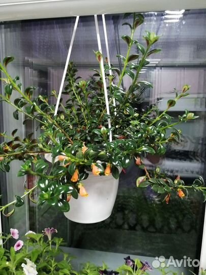 Домашние растения цветы