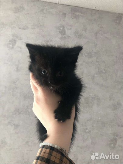Кошка в дар бесплатно