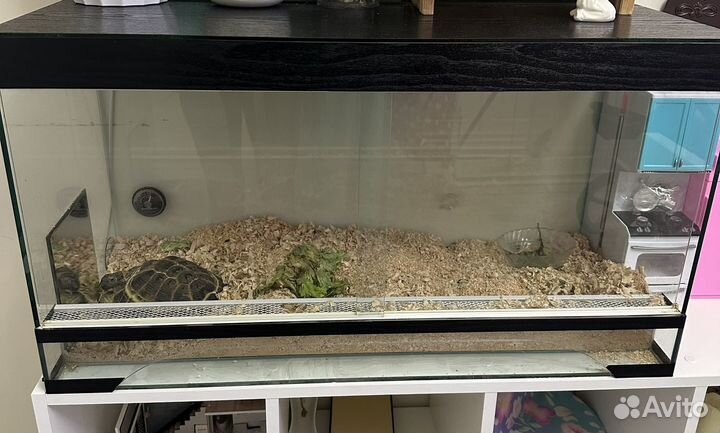 Террариум + черепаха сухопутная