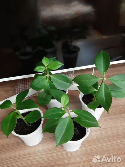 Эсхинантус жар птица