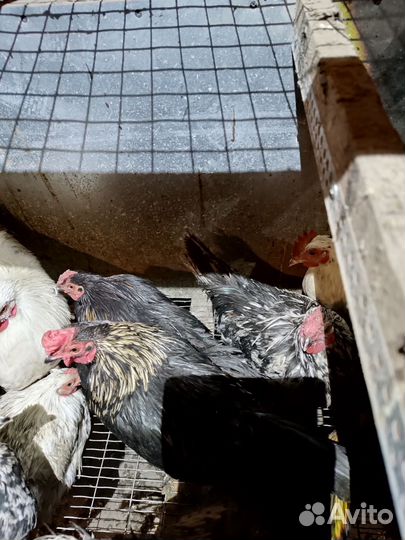 Петушки бентамки