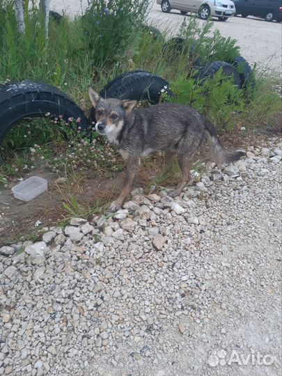 Собака в добрые руки