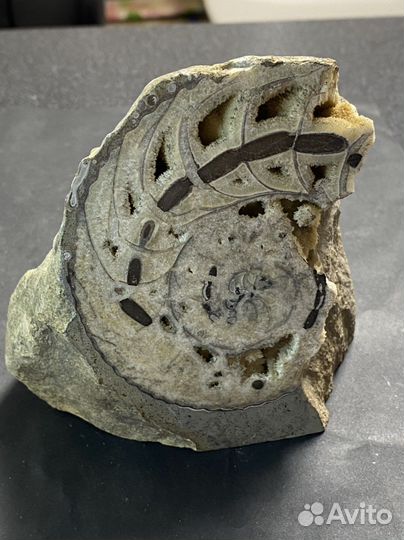 Аммонит срез Окаменелости аммониты минерал