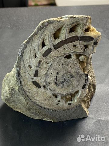 Аммонит срез Окаменелости аммониты минерал