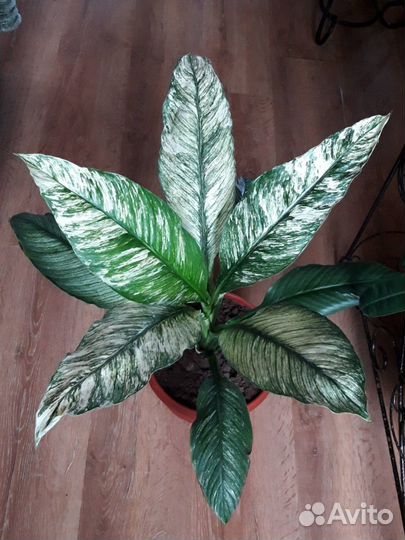 Спатифиллум Канифолиум