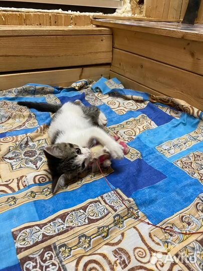 Отдам в добрые руки