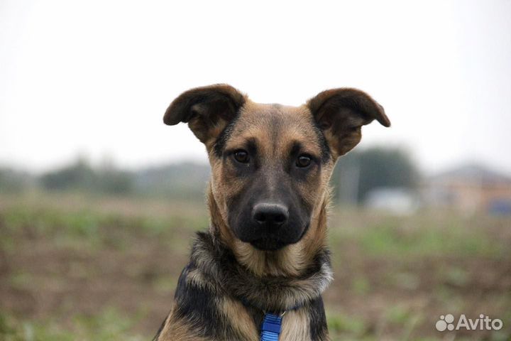 Мальчик Шанс в дар