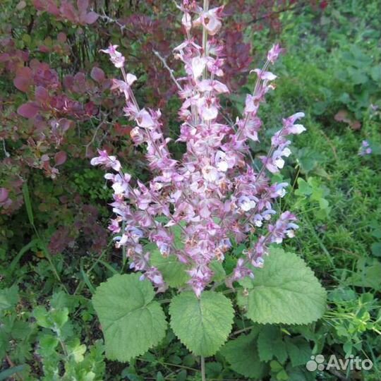 Лихнис корончатый, шалфей мускатный