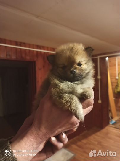 Щенки шпица