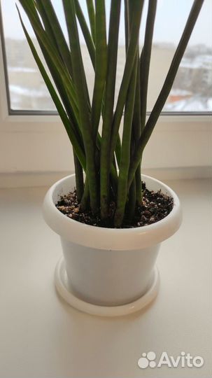 Сансевиерия Микадо