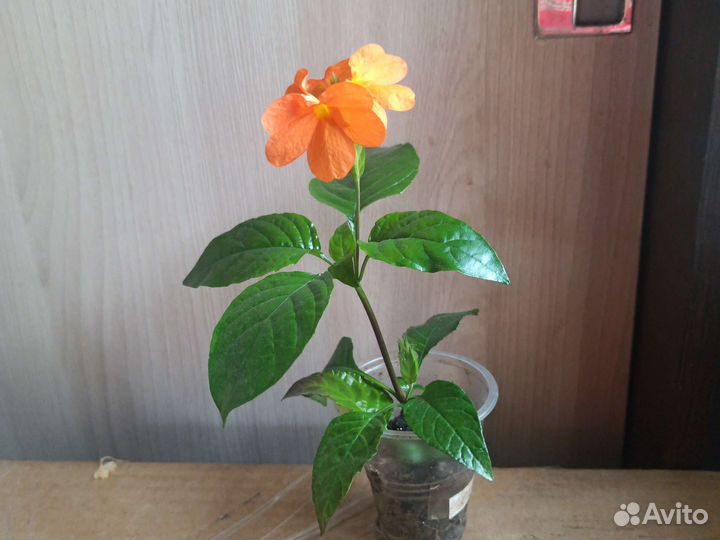 Кроссандра жёлтая