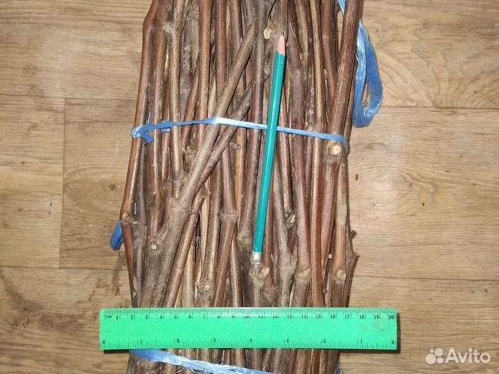 Черенки (чубуки), саженцы подвоя Кобер 5 бб