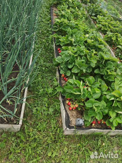 Кустики клубники, бронь