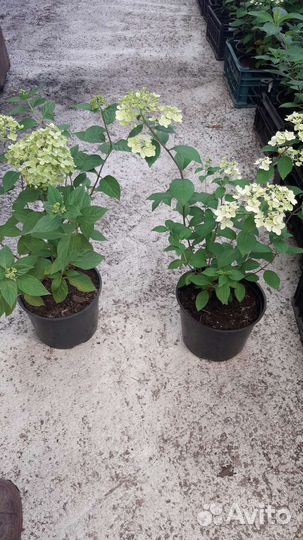 Большемеры в горшках