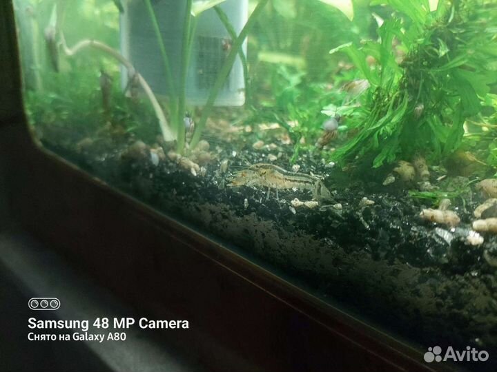 Карликовый аквариумный рак обмен